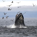 wieloryb Wielki problem z rekinami i wielorybami na świecie. Umierają z głodu