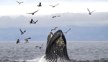 Wielki problem z rekinami i wielorybami na świecie. Umierają z głodu