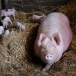 Wielki przekręt w branży. Mięso miało pochodzić od "szczęśliwych zwierząt"