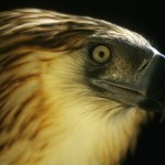 Wielki ptak, który pożera małpy. Gatunek jest na krawędzi wymarcia