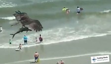 Wielki ptak porwał rekina? Niewiarygodne sceny w Karolinie Północnej