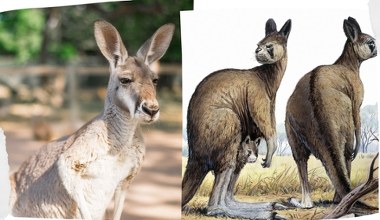 Wielki, skaczący kangur. Ćwierćtonowe olbrzymy były zwinniejsze niż sądzono