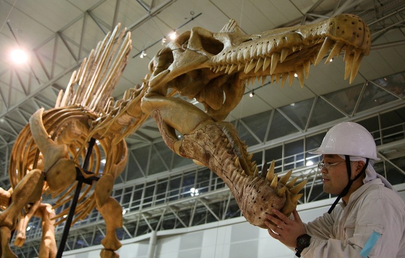 Wielki spinozaur należy do największych dinozaurów mięsożernych w dziejach /Junko Kimura /Getty Images
