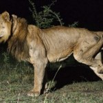 Wielki wyczyn lwa z Ugandy. Aż dziw, że był zdolny do takich rzeczy