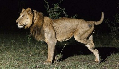 Wielki wyczyn lwa z Ugandy. Aż dziw, że był zdolny do takich rzeczy