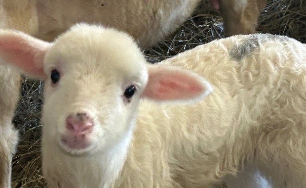 Wielkie beczenie na Podhalu i w Pieninach. Zobacz, co dzieje się w owczarniach podczas wykotów