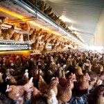 Wielkie inwestycje wysokim kosztem. Przyrodnicy ostro o rządowym planie