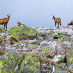 Wielkie liczenie kozic w Tatrach. Ruszyła jesienna akcja przyrodników