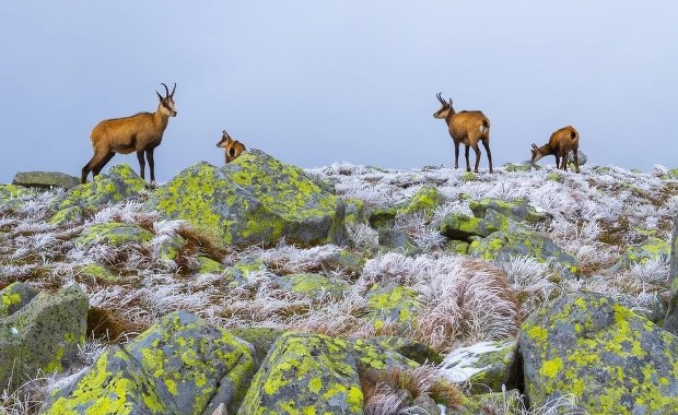 Wielkie liczenie kozic w Tatrach. Ruszyła jesienna akcja przyrodników
