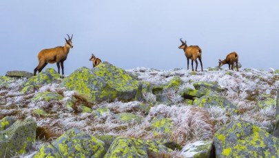 Wielkie liczenie kozic w Tatrach. Ruszyła jesienna akcja przyrodników