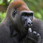Wielkie małpy kopią w ziemi. Czego tam szukają? To skarb warty krocie