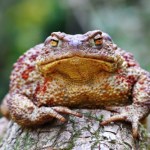 Wielkie pospolite ruszenie. Ludzie ruszyli na drogę z powodu żab i ropuch