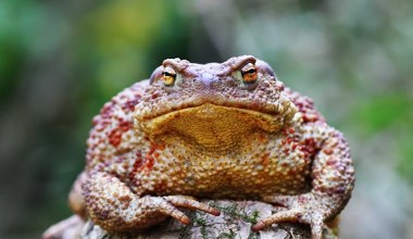 Wielkie pospolite ruszenie. Ludzie ruszyli na drogę z powodu żab i ropuch