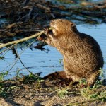 Wielkie przenosiny lubianego w Polsce gryzonia. Z Warszawy pod Suwałki