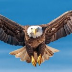 Wielkie ptaki latają w zupełnie odwrotnym kierunku. Co się dzieje?