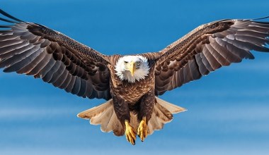 Wielkie ptaki latają w zupełnie odwrotnym kierunku. Co się dzieje?