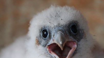 Wielkie ślepia i śmieszny dziób - zobacz, jak wyglądają malutkie sokoły