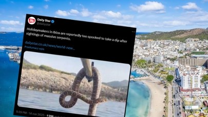 Wielkie węże w morzu. Turyści przerażeni, boją się kąpać