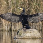 Wielkie wodne ptaki do odstrzału. Jest oficjalna zgoda