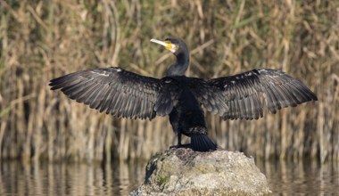 Wielkie wodne ptaki do odstrzału. Jest oficjalna zgoda