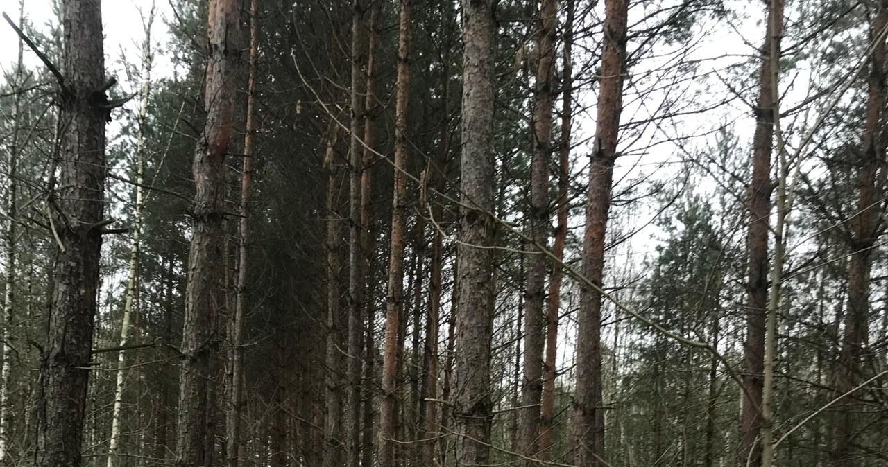 Wielkie zapadlisko w Bolesławiu. W pobliżu są domy