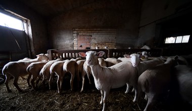 Wielkie zmiany dla posiadaczy zwierząt hodowlanych w Polsce 