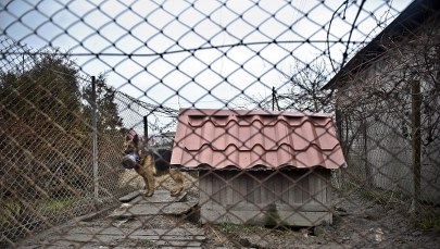 Wielkopolska: 4-latka pogryziona przez psy