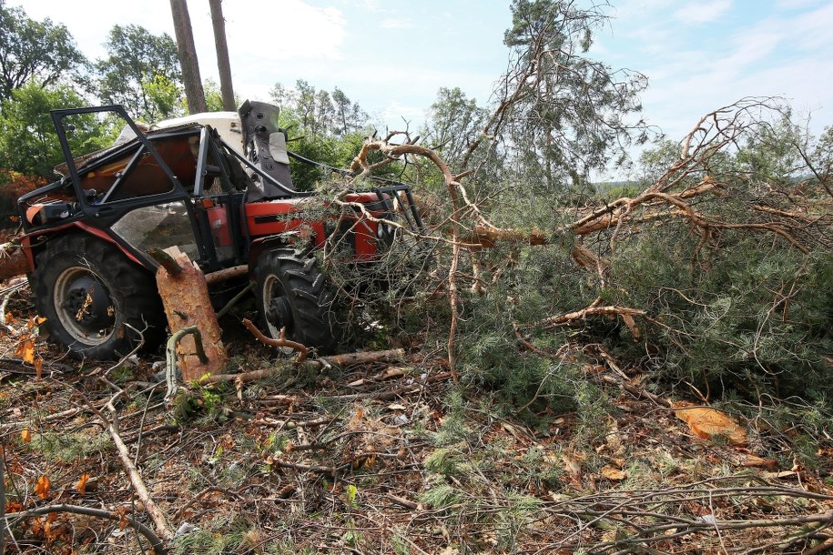 Wielkopolska: Drzewo przygniotło mężczyznę w lesie /Tomasz Wojtasik /PAP