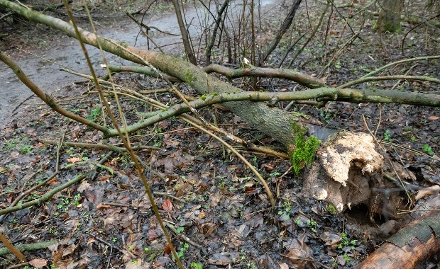 Wielkopolska: Powalone drzewa, zerwanie sieci energetyczne