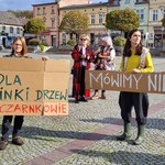 Wielkopolska: Protest przeciwko wycince drzew 