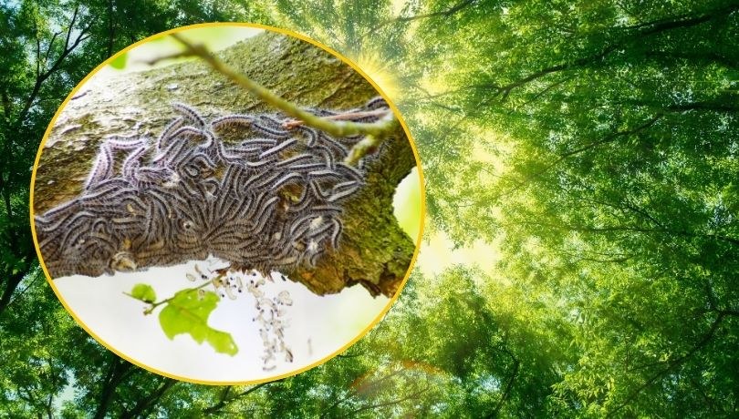 Wielkopolska zmaga się z kolejną plagą – pojawiły się tam korowódki dębówki /Shutterstock