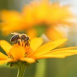 ​Wielkopolski samorząd wspiera pszczelarzy. 2 mln zł na zakup pokarmu dla owadów