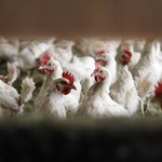 Wielkopolskie. 65 tys. kur niosek chorych na ptasią grypę zostanie zagazowanych
