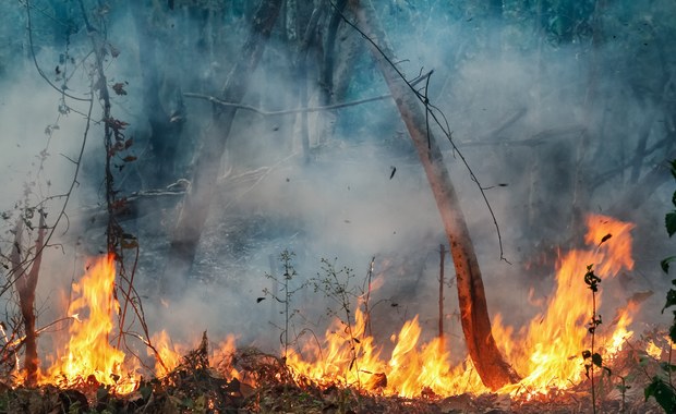 Wielkopolskie: Dwa pożary lasu w regionie