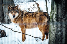 Wielkopolskie: Lokalne władze ostrzegają przed wilkami. "Należy zachować ostrożność"