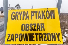 Wielkopolskie: Podejrzenie kolejnych dwóch ognisk ptasiej grypy