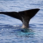 Wielkość wielorybów świadczy o kondycji populacji