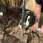 Wielogodzinna akcja ratowania psów w Wielkopolsce. Zwierzaki utknęły w rurze