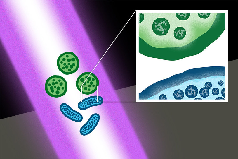Wielolekooporne bakterie i ich przetrwalniki mogą być zabijane przez lasery o ultrakrótkich impulsach /materiały prasowe