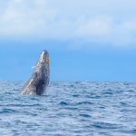 Wieloryb, którego wszyscy kochali nie żyje. Ludziom pękły serca