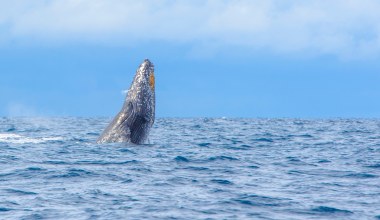 Wieloryb, którego wszyscy kochali nie żyje. Ludziom pękły serca