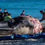 Wieloryb na plaży na Majorce. Żołądek miał wypełniony plastikiem