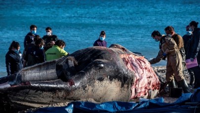 Wieloryb na plaży na Majorce. Żołądek miał wypełniony plastikiem