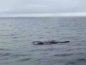 Wieloryb w Bałtyku. "Co on tu robi?"