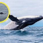 Wieloryb w Bałtyku. Pływał niedaleko Gdańska