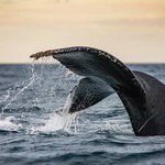 Wieloryb w Bałtyku. Widziano go 70 km na północ od Zatoki Gdańskiej