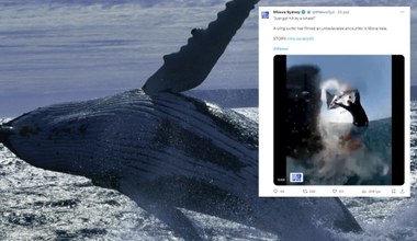 Wieloryb wciągnął surfera pod wodę. Sportowiec miał sporo szczęścia