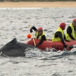 Wieloryb zaplątał się w sieci. Ludzie ruszyli mu na ratunek