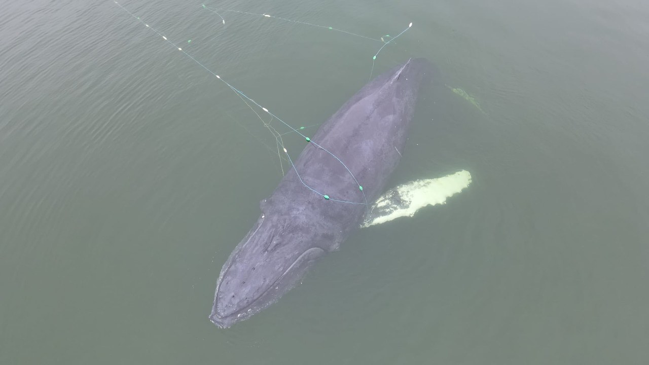 Wieloryb zaplątał się w sieci rybackie. Akcja ratunkowa w Międzyzdrojach