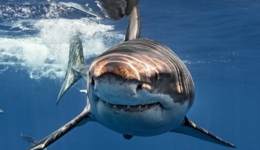 Wieloryb ze śladami zębów rekina. Naukowcy zachodzą teraz w głowę
